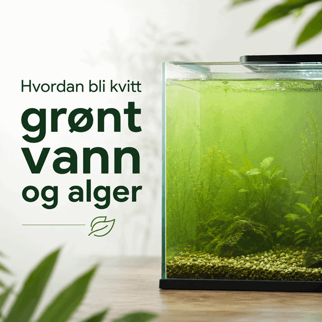 Hvordan bli kvitt grønt vann og alger.png