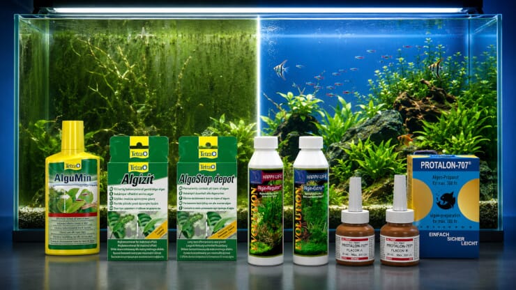 akvariumalger4.jpg