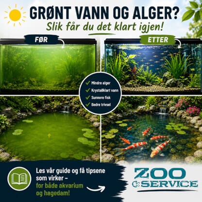 Hvordan bli kvitt grønt vann og alger i akvariet og hagedam