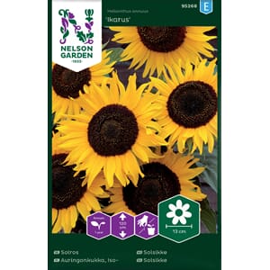 Solsikke, Ikarus, Nelson Garden