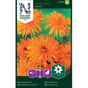 Ringblomst, Radio, Nelson Garden