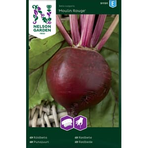 Rødbete, Rund, Moulin Rouge, Frøbånd, Nelson Garden