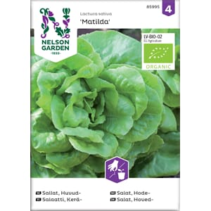 Salat, Hode-, Matilda, Organic, Nelson Garden