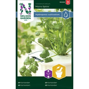 Koriander, Micro Splits, Harvy, Nelson Garden