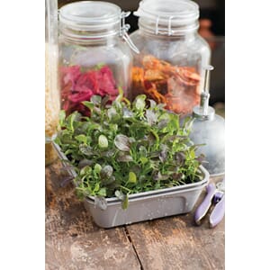 Minidrivhus Micro Leaf 1-boks Nelson Garden