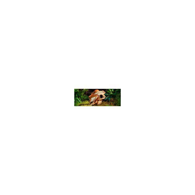 Z031274_Rel Z031274.1.jpg