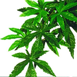 ExoTerra Abutilon Silk Medium PT-3042