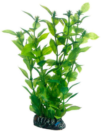 Hygrophila 20cm