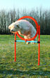 Agility Ring 1,15m x D:65cm Blå/Oransje