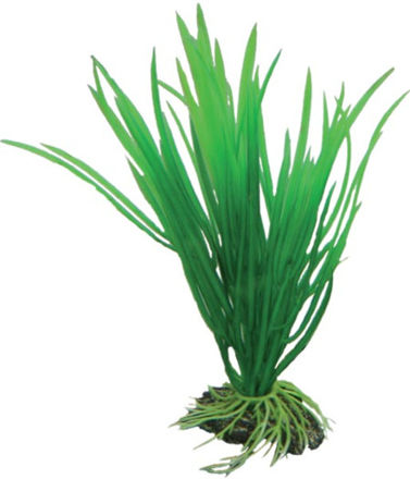 Cyperus 16cm