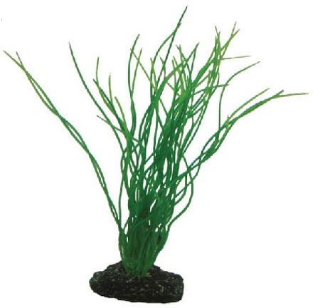 Sagittaria 20cm