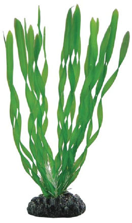 Vallisneria 20cm