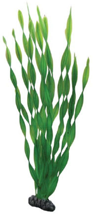 Vallisneria 46cm