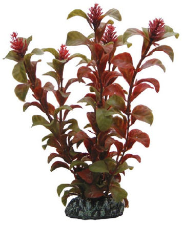 Rotala 16cm