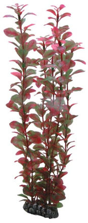 Ludwigia 34cm