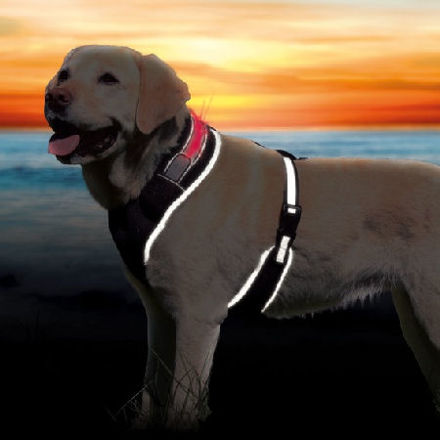 Hundesele Flash 65-100cm L/XL Svart