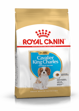 Cavalier King Charles Puppy 1,5kg