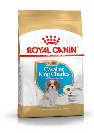 Cavalier King Charles Puppy 1,5kg