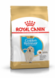 Golden Retriver Puppy 12kg