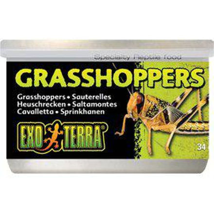 Exoterra Konserverte Gresshopper