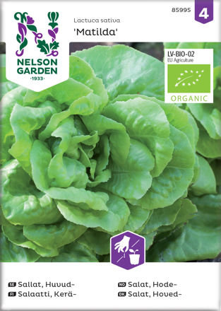 Salat, Hode-, Matilda, Organic, Nelson Garden