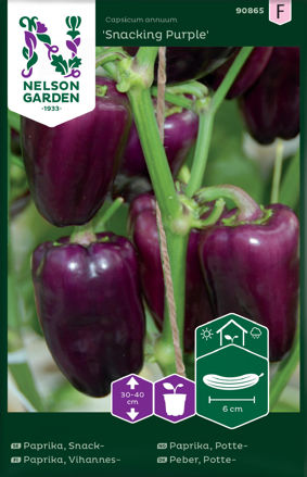 Paprika, Potte-, Snacking Purple, Nelson Garden
